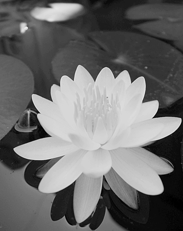 Bild Lotusblume